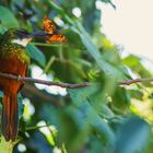 Rufous-tailed Jacamar