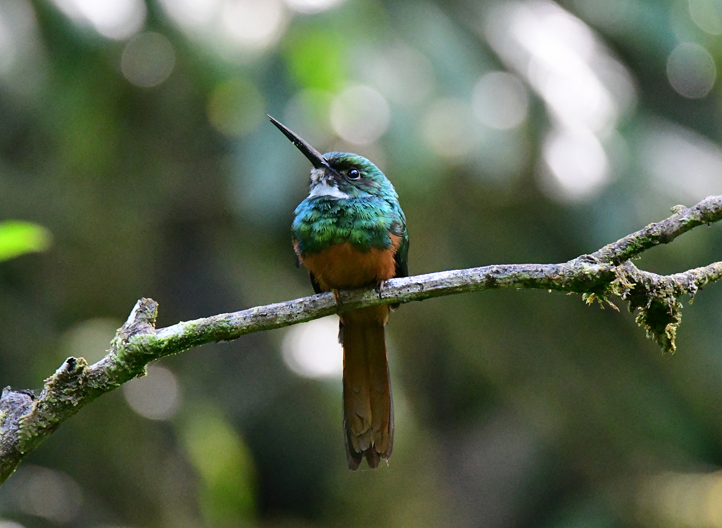 Rufoustailed Jacamar Foto & Bild tiere, wildlife, wild lebende vögel