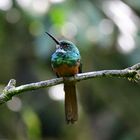 Rufous-tailed Jacamar