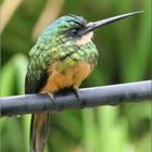 Rufous-Tailed Jacamar - Brazil