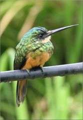 Rufous-Tailed Jacamar - Brazil