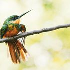 Rufous-tailed Jacamar