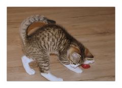 rufus