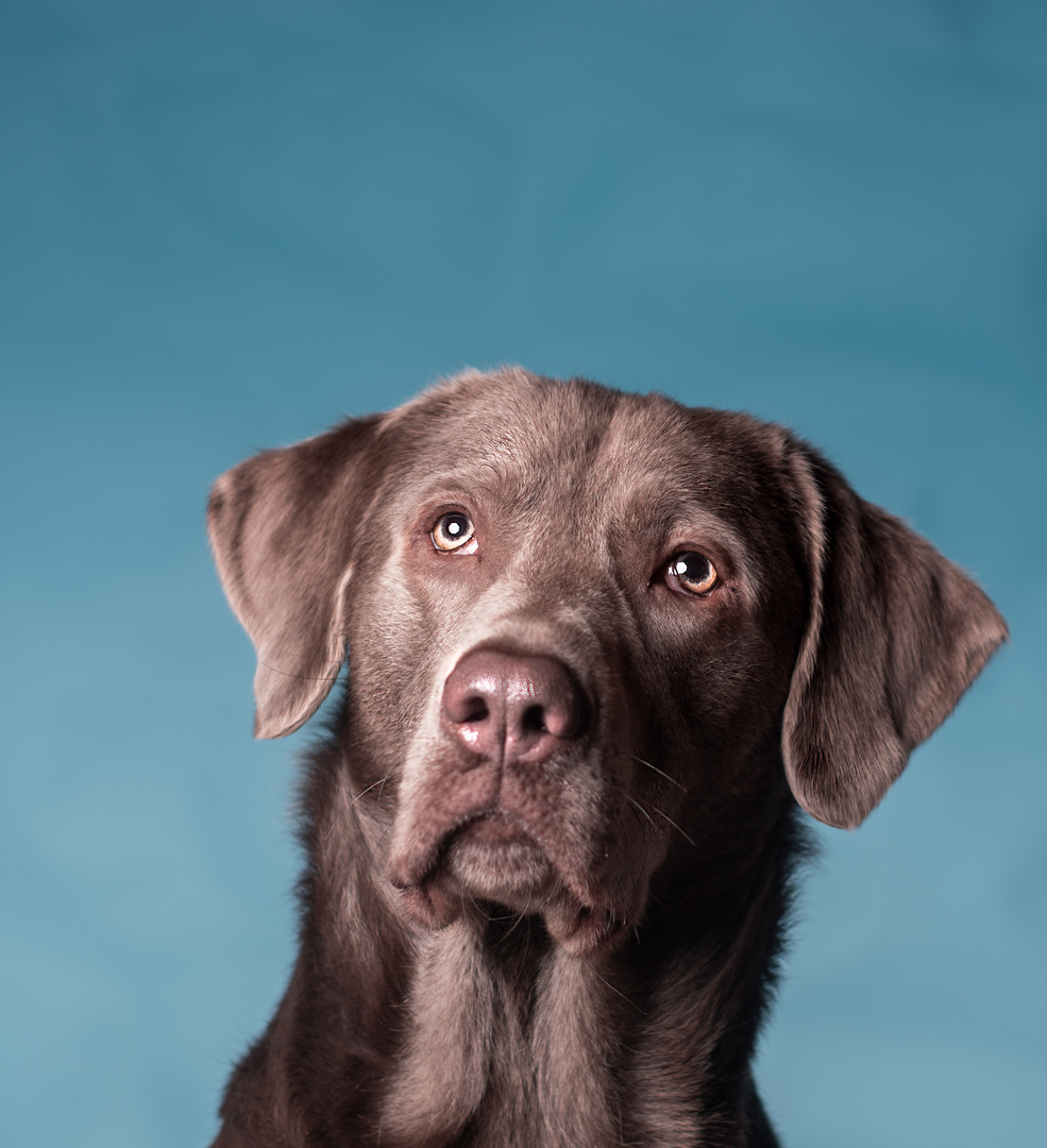 Rufus ein silber Labbirüde