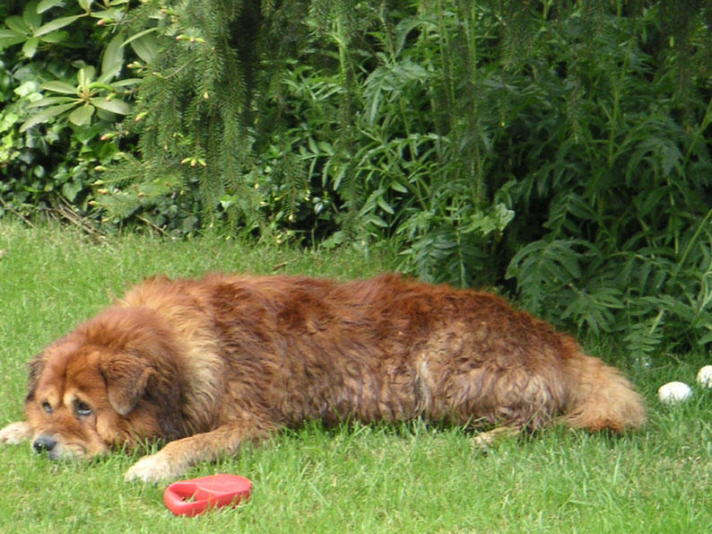 Rufus nach dem Bade