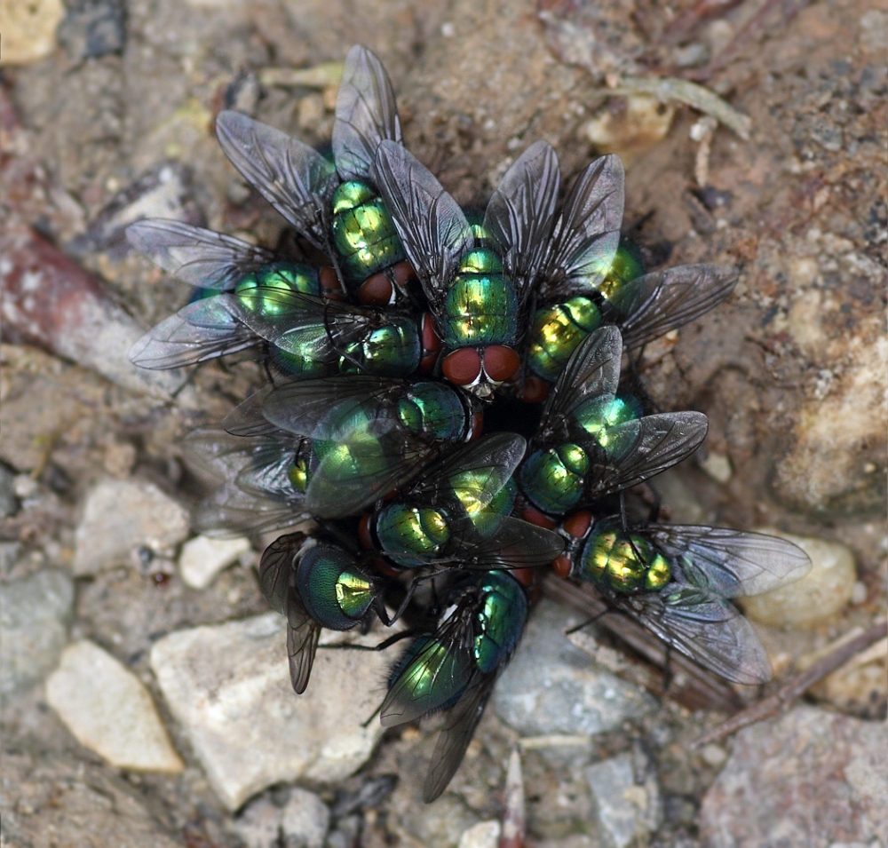 Rugby wer hat's erfunden ? Foto & Bild sonstiges, witziges ;o