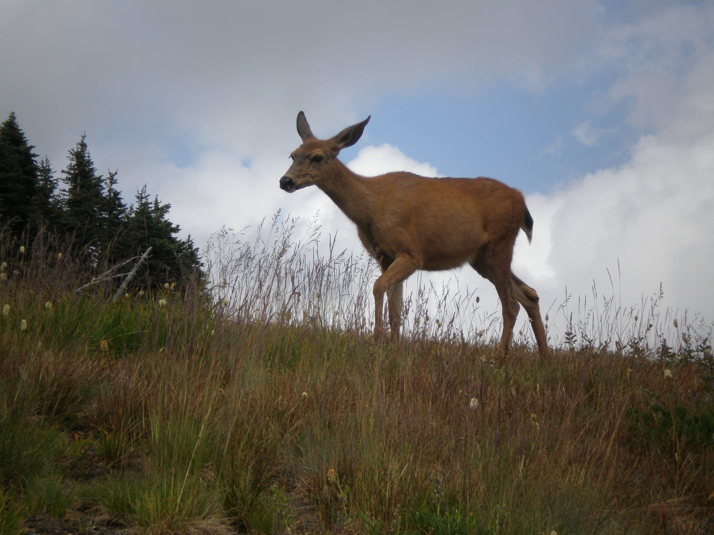 Rugged Deer