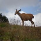 Rugged Deer