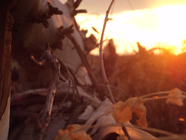 Rugged Macro Sunset