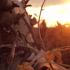 Rugged Macro Sunset