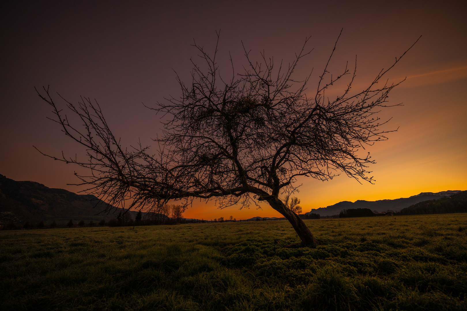 Ruggeller Wanaka Tree