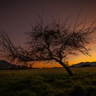 Ruggeller Wanaka Tree