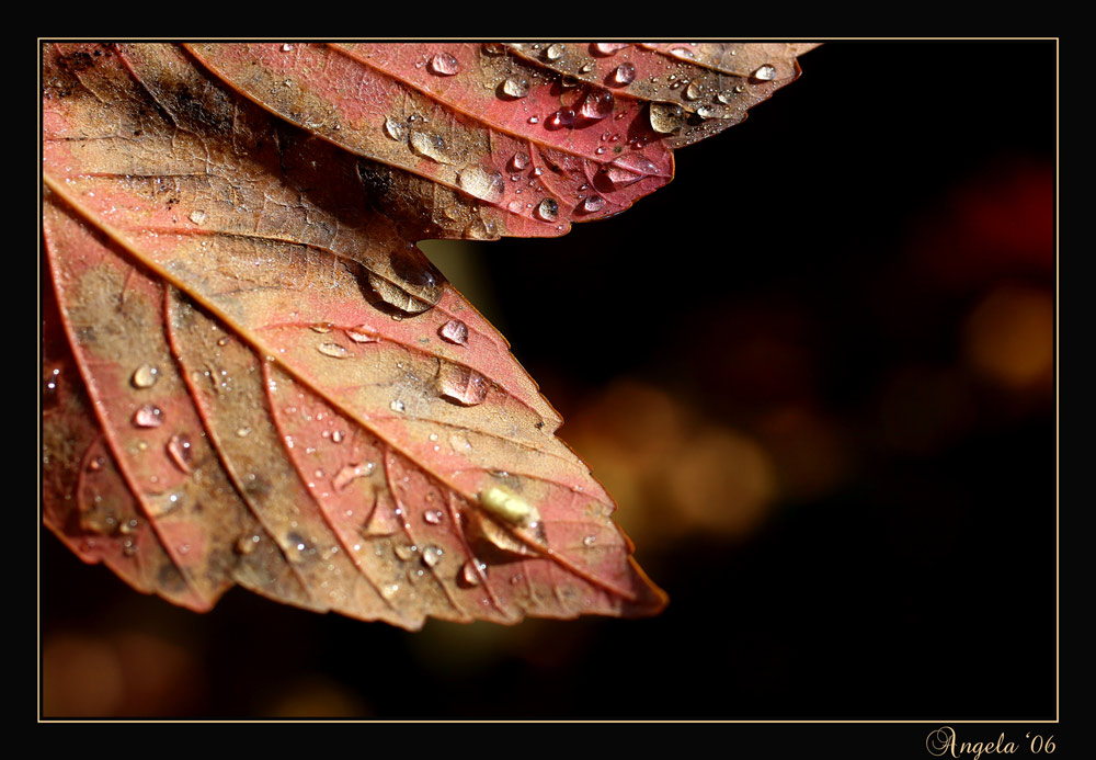 Rugiada d'autunno