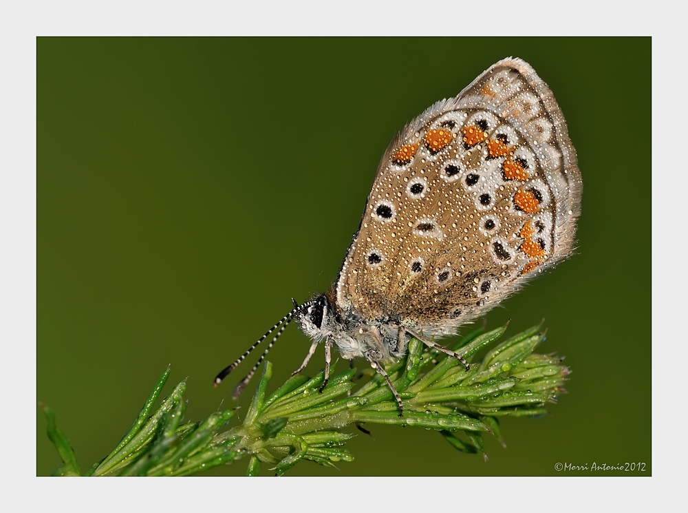 rugiada mattutina