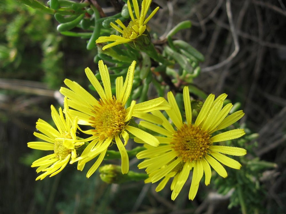 Rugiada su Inula