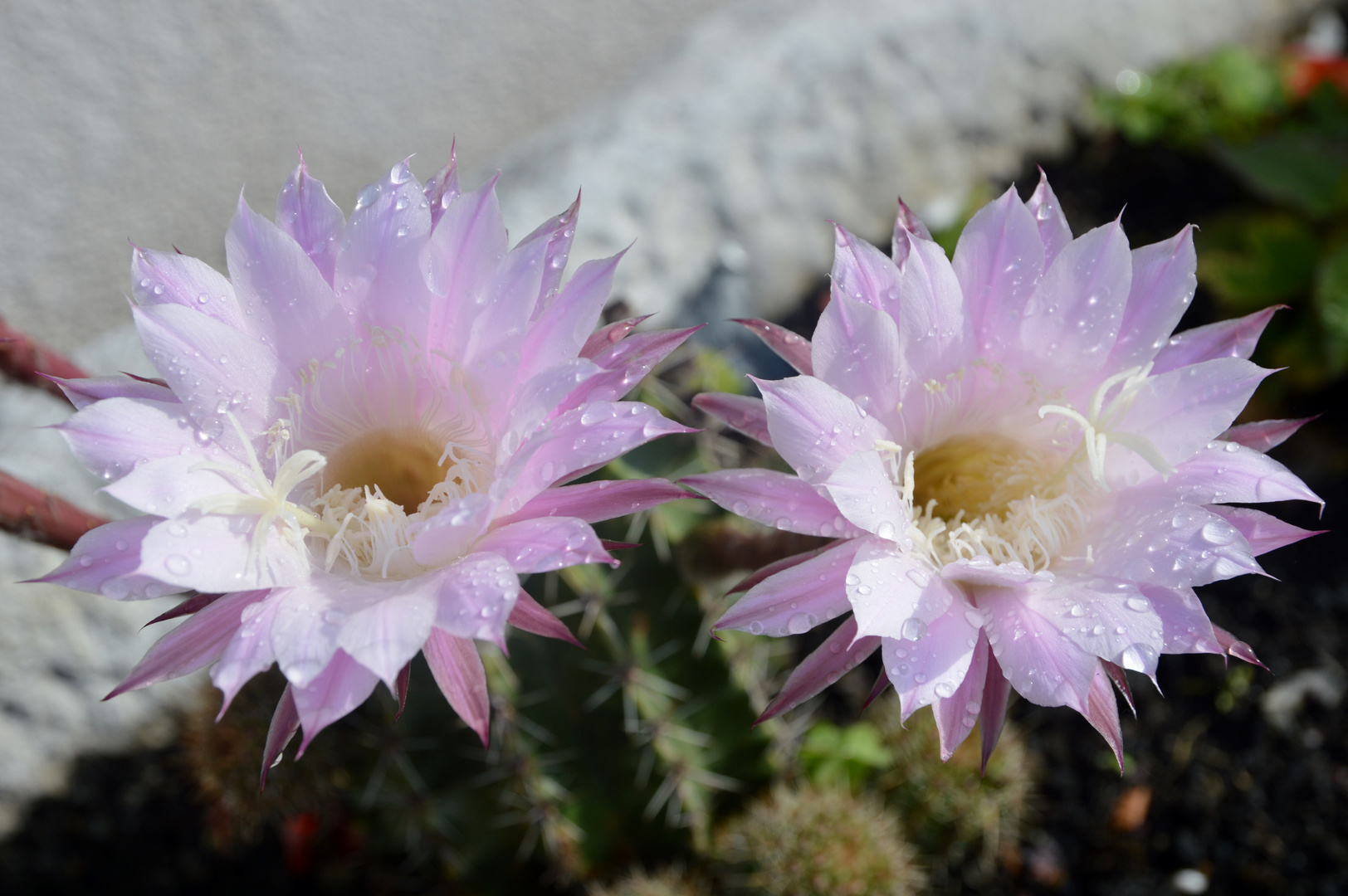 Rugiada sui fiori di cactus