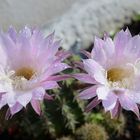 Rugiada sui fiori di cactus