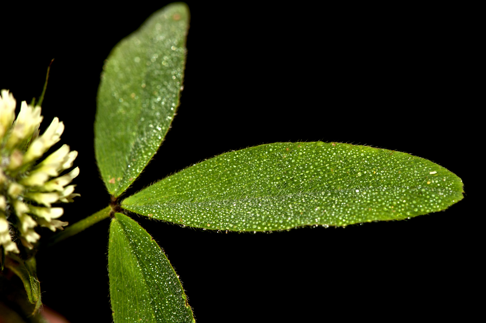 rugiada sull'erba medica