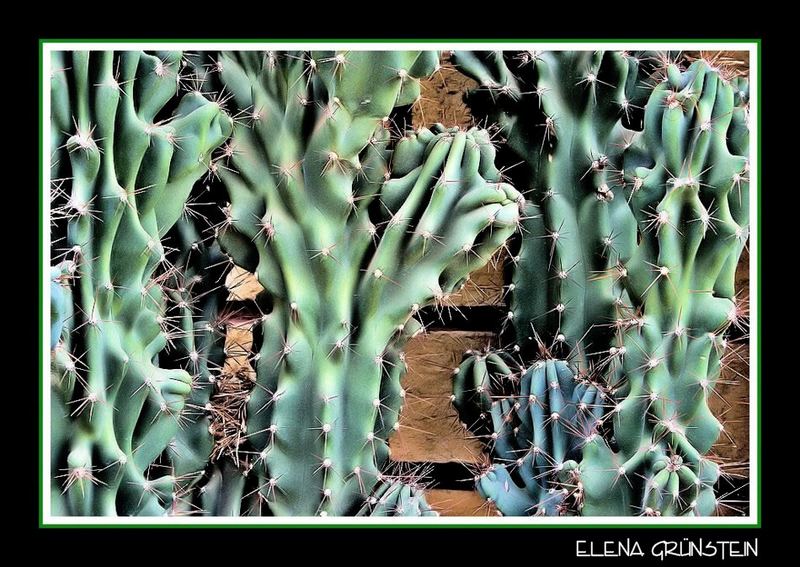 Rugosos Cactus