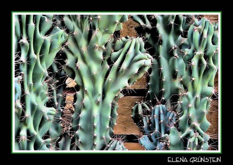 Rugosos Cactus (Rough cactus)