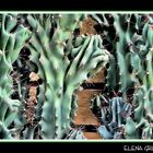 Rugosos Cactus (Rough cactus)