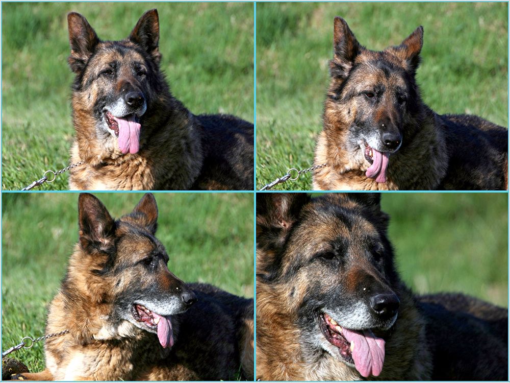 Ruh Dich Aus Bei Mir Foto Bild Tiere Haustiere Hunde Bilder Auf Fotocommunity