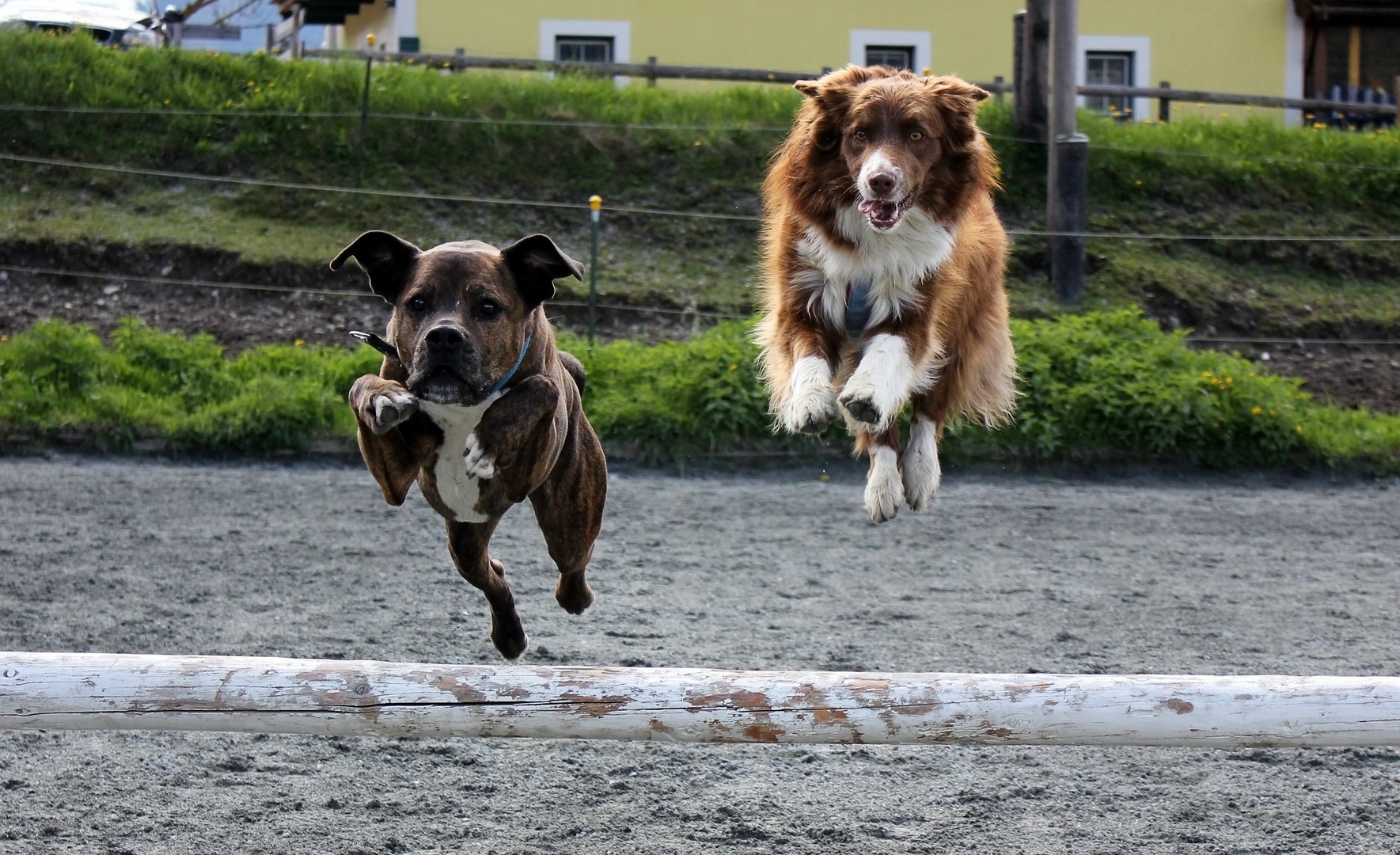 Ruh und Tigger beim Synchronspringen