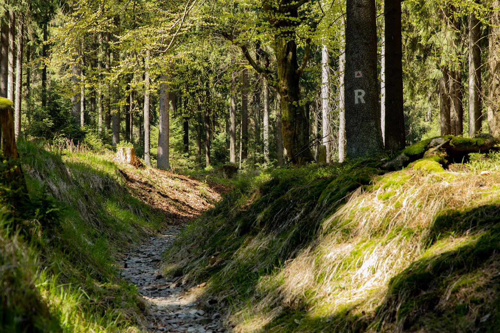 Ruhe am Rennsteig - Coronabildsterecke 008