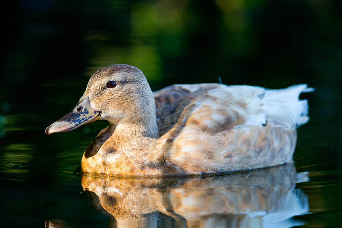 Ruhe am See