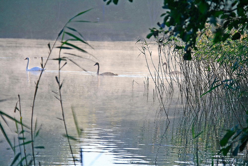 Ruhe am See