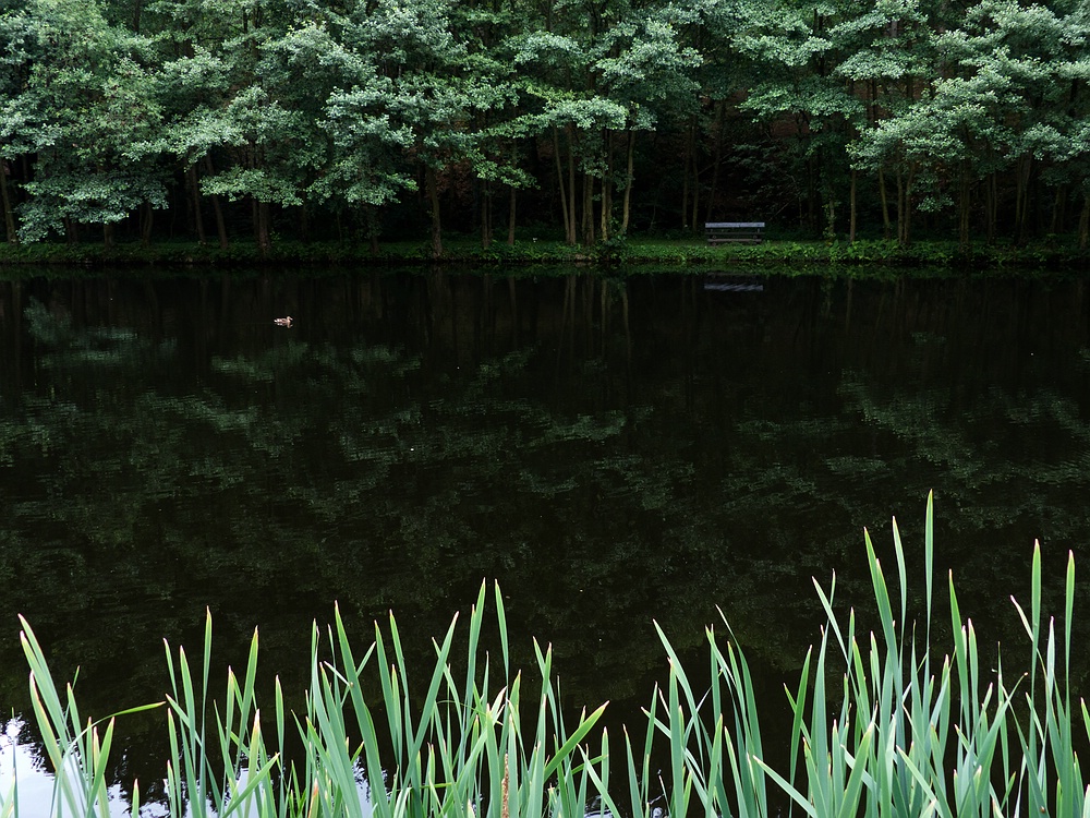 Ruhe am Waldsee