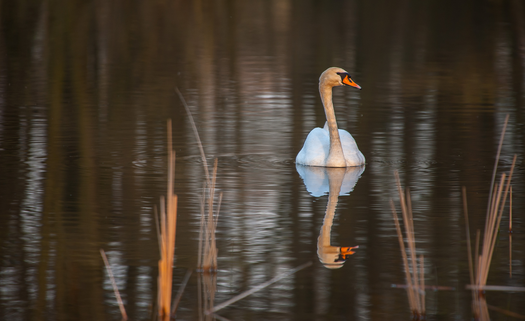 Ruhe auf dem Teich