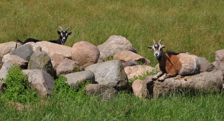 Ruhe auf den Steinen