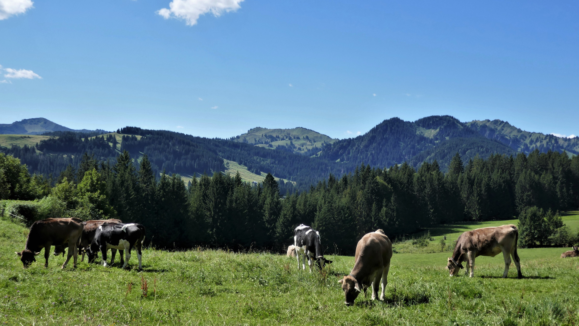 Ruhe. Frieden. Die Kuhschellen ...