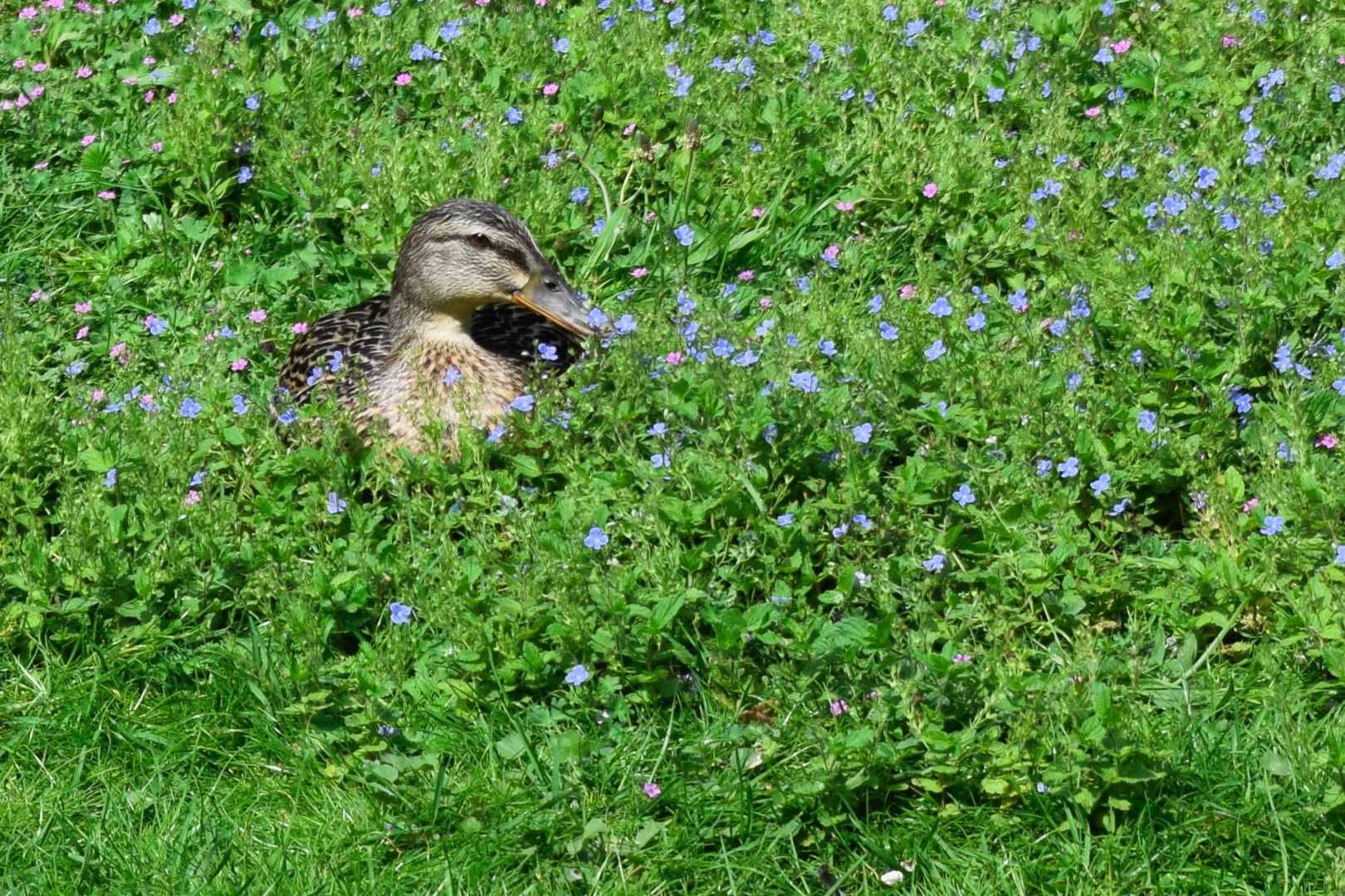 Ruhe im hohen Gras