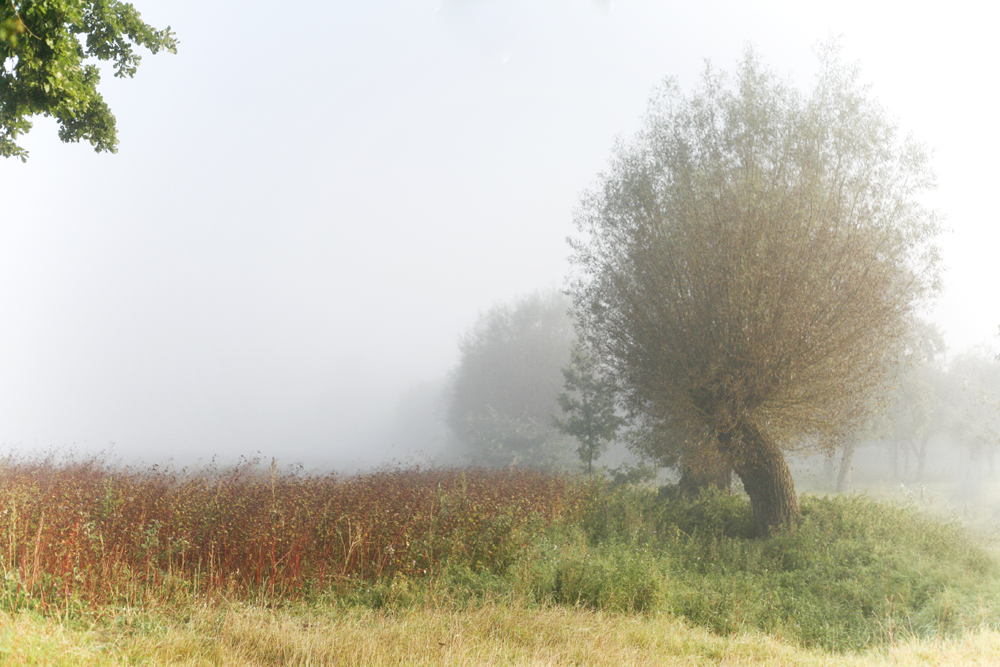 Ruhe im Nebel