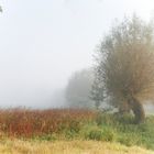 Ruhe im Nebel