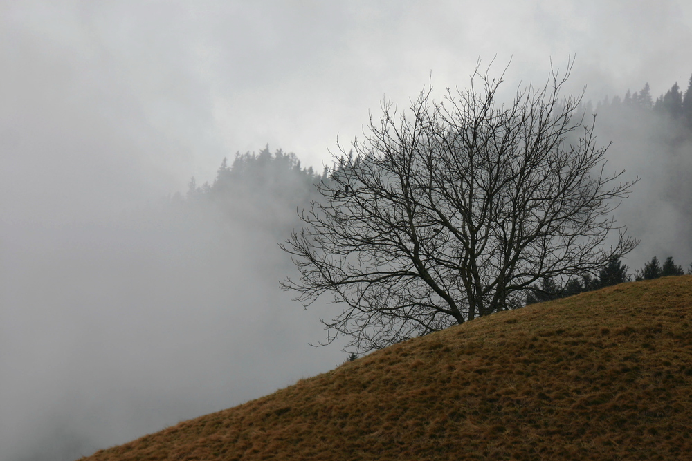 Ruhe im Nebel