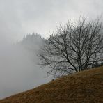 Ruhe im Nebel