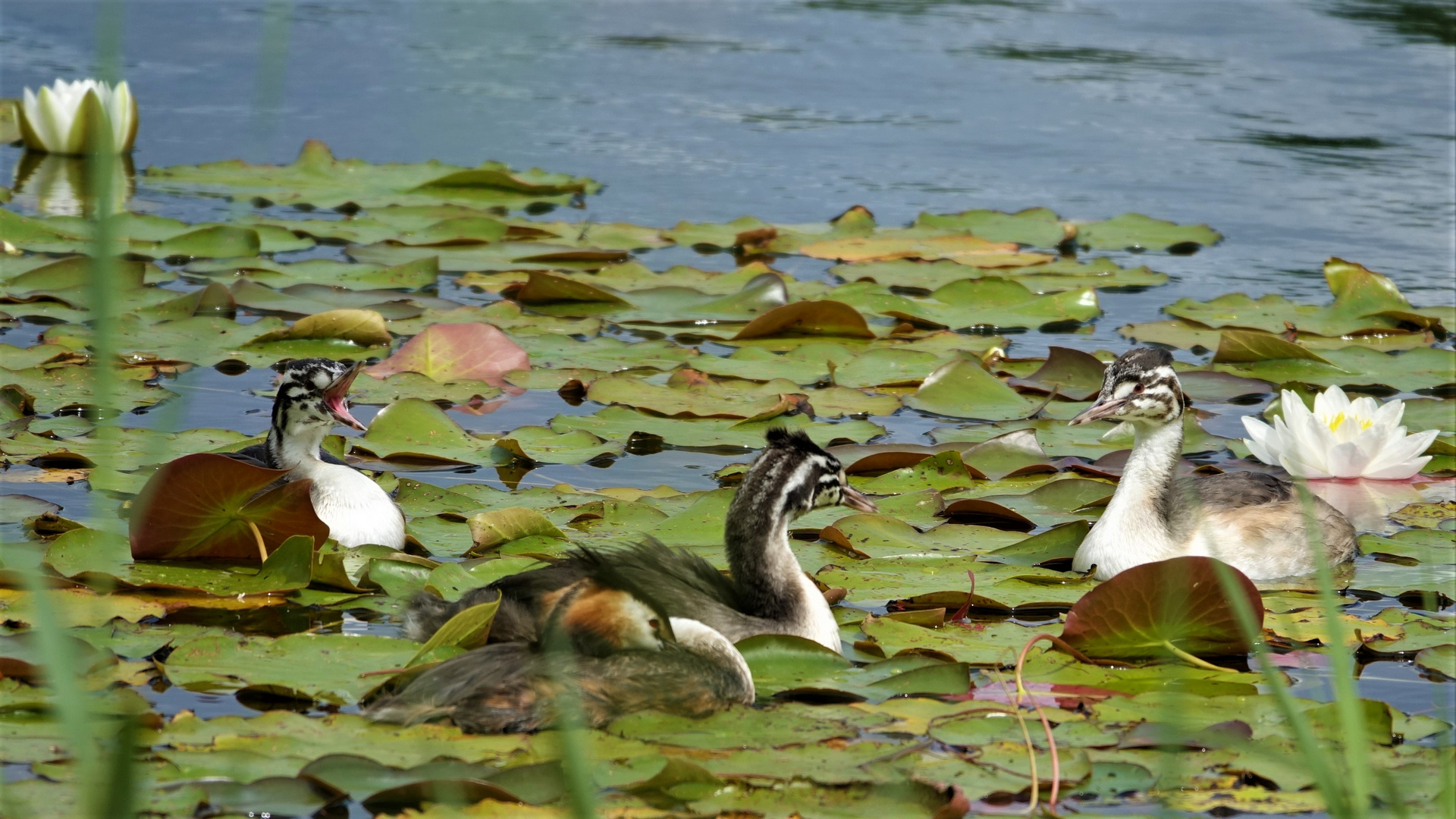 Ruhe im Teich, die Mama will schlafen!