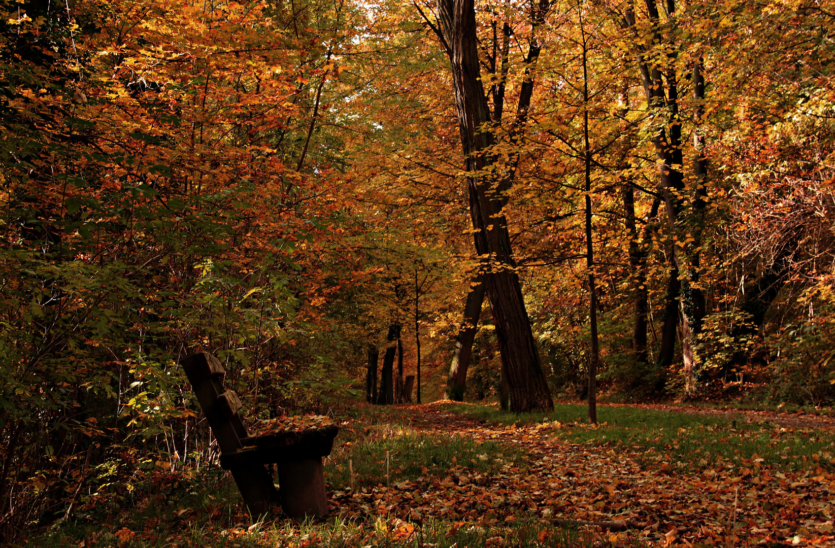 Ruhe im Wald