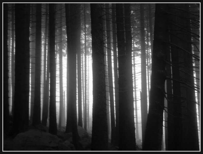 Ruhe im Wald von Rene Laqua