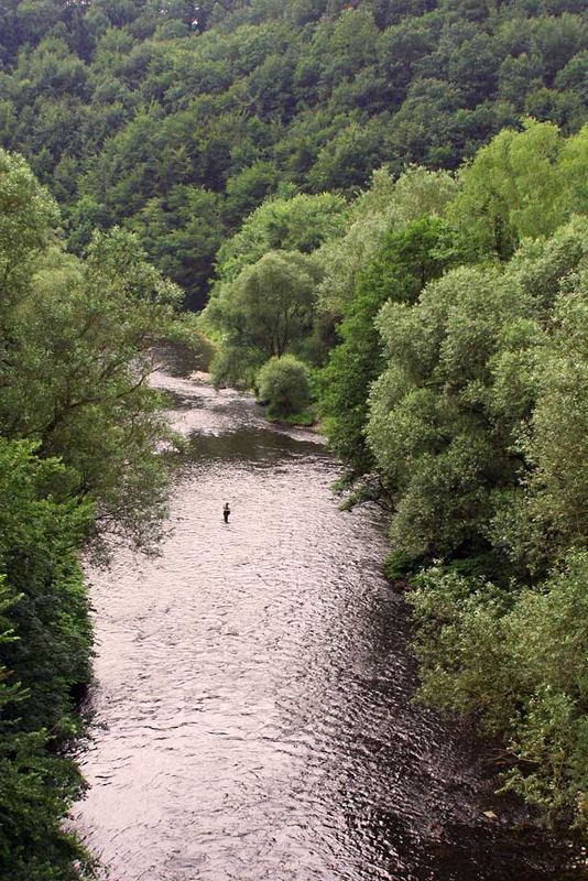 Ruhe im Wald - Der Angler