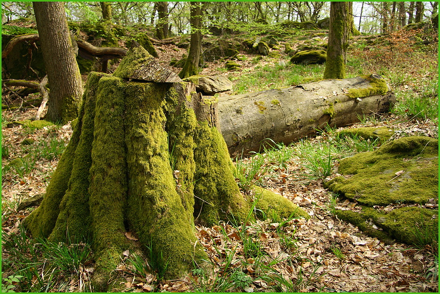 Ruhe im Wald