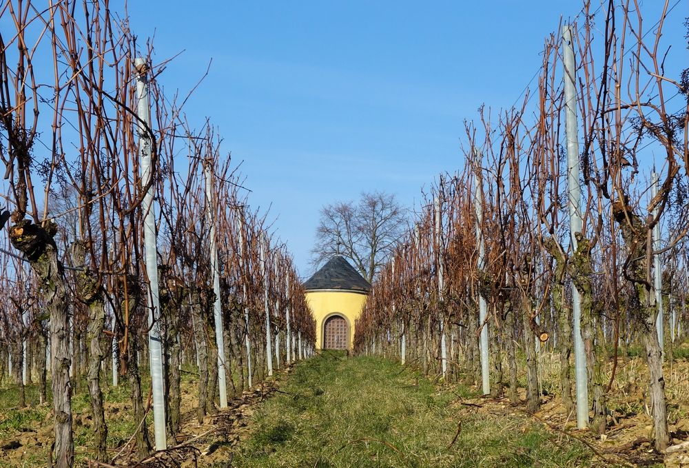 Ruhe im Weinberg