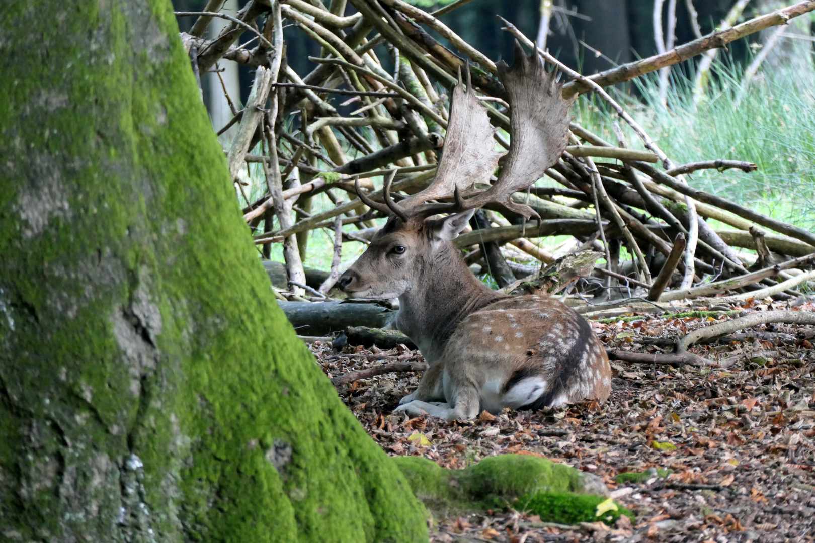 Ruhe im Wildpark