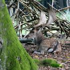 Ruhe im Wildpark