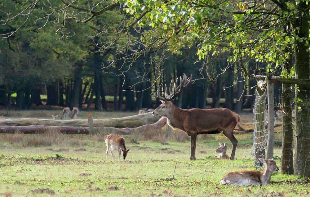 Ruhe ist im Wald eingekehrt