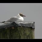 Ruhe nach dem Regen........