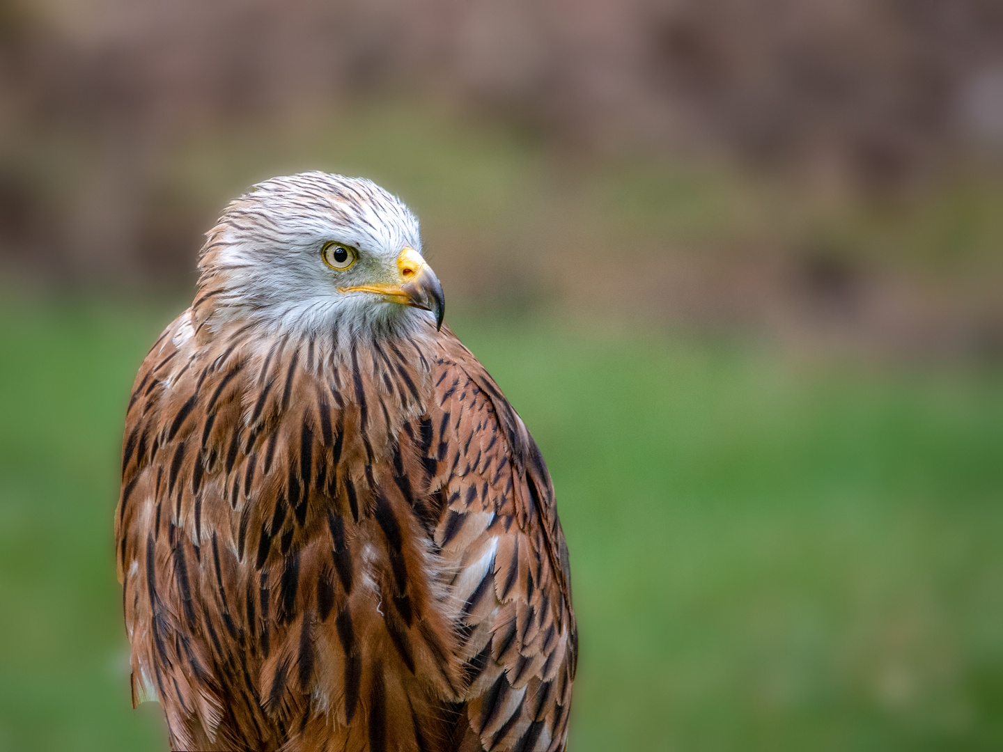 Ruhe nach der Jagd...